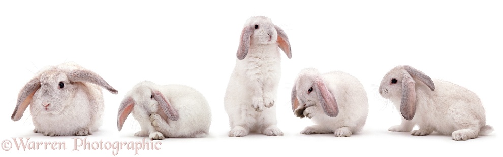 Rabbit mother and youngsters, white background