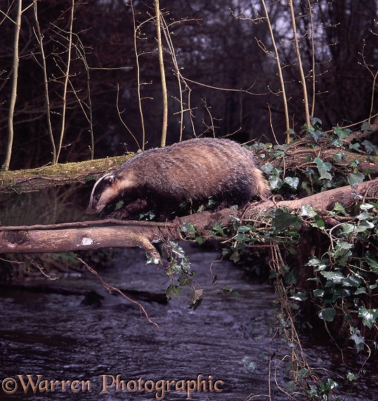 Badger (Meles meles) using a fallen elm to cross a stream at dawn.  Europe