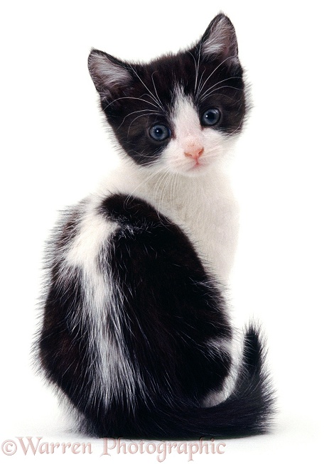 Black-and-white kitten, sitting, looking back over its shoulder, white background