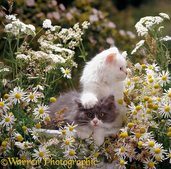 Kittens among daisies