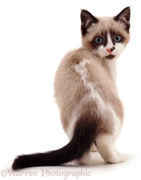 Snowshoe kitten Eyebright (Tagor x Gemma), 12 weeks old, white background
