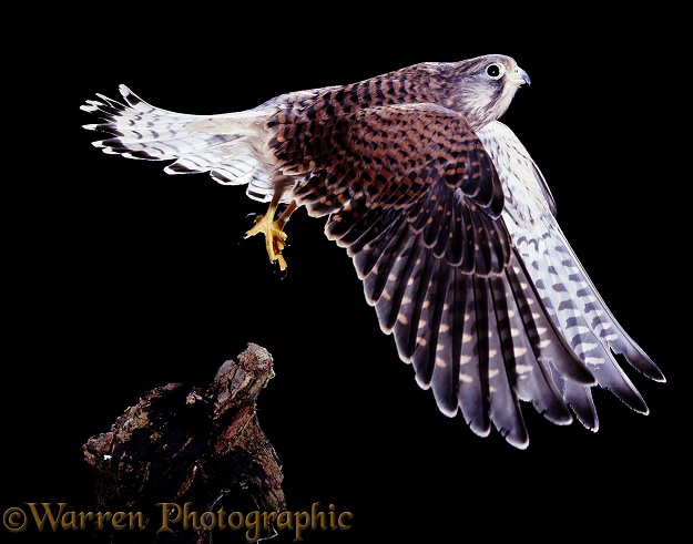 Kestrel (Falco tinnunculus) taking off