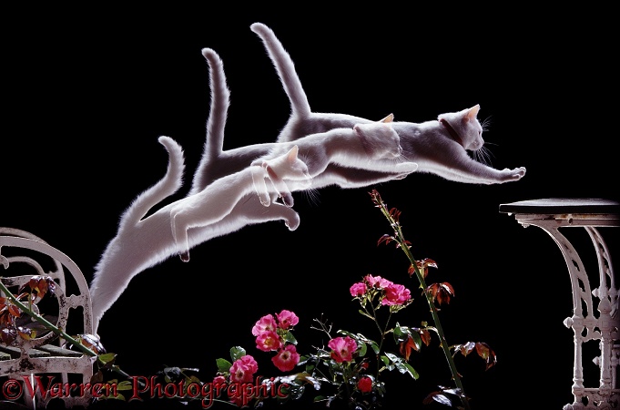 White cat Pyramus leaping onto a table.  3 images taken at 50 millisecond intervals
