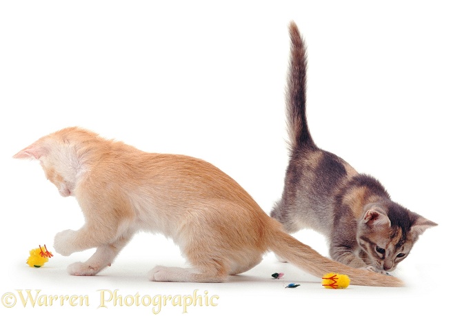 Blue and cream kittens playing, white background