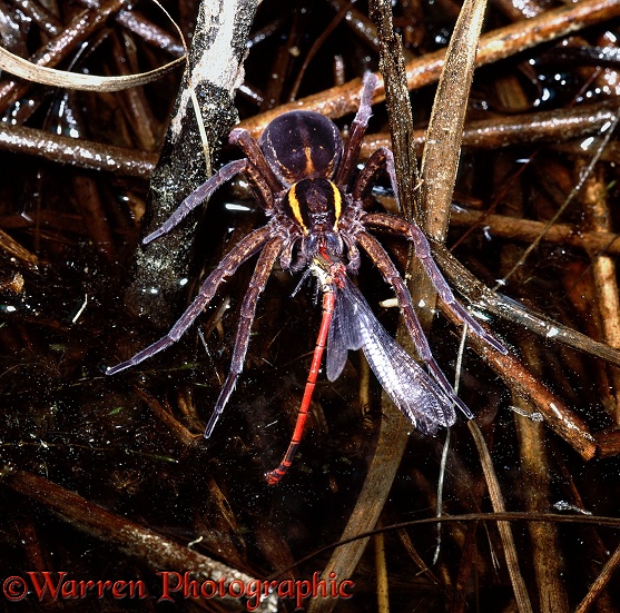 Raft Spider (Dolomedes fimbriatus) with captured damselfly