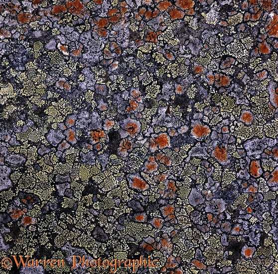 Lichen pattern on rock.  Scotland