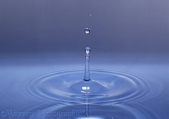 A water drop falling onto the surface of still water forms a spike