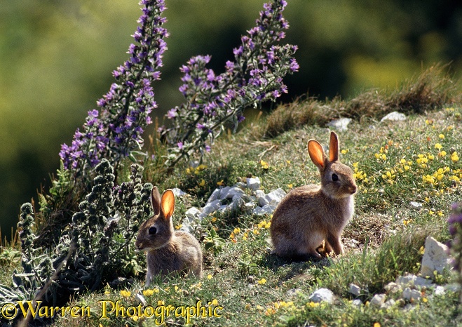 Young Rabbits (Oryctolagus cuniculus) with Viper's Bugloss