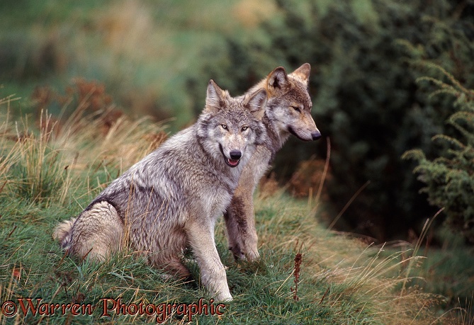 Grey Wolves (Canis lupus) sitting