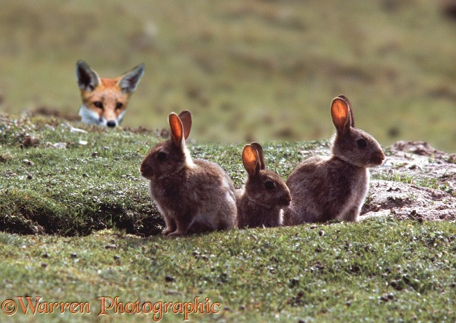 Young Rabbits (Oryctolagus cuniculus) being watched by a Fox (Vulpes vulpes)