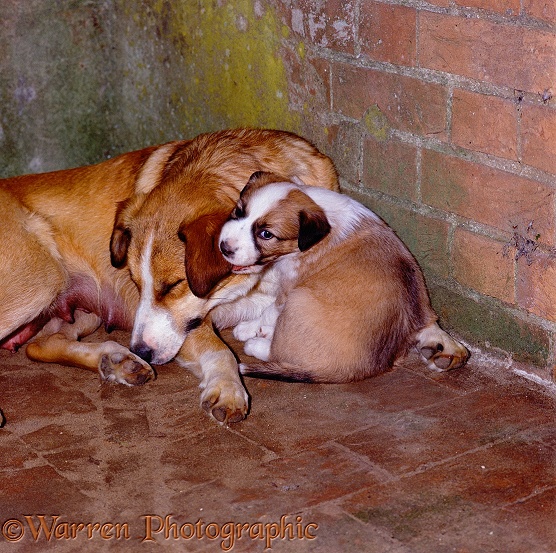 Border Collie mother Honey with puppy Jack, (He was often mummy's boy)