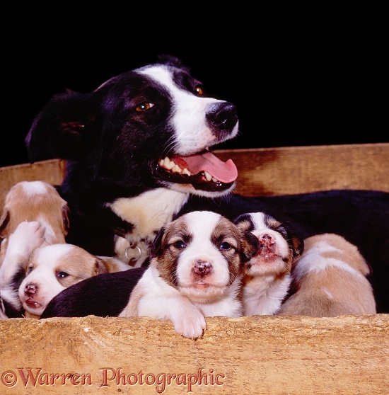 Border Collie grandmother, Tess, babysitting in the whelping box. Jack and sisters, 18 days old, looking out