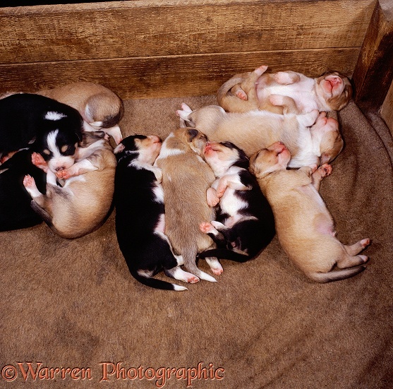 Sable and tricolour Border Collie puppies, 12 days old, asleep