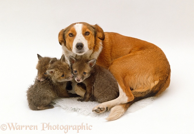 Sable Border Collie bitch Fan fostering 3 orphan fox cubs, white background