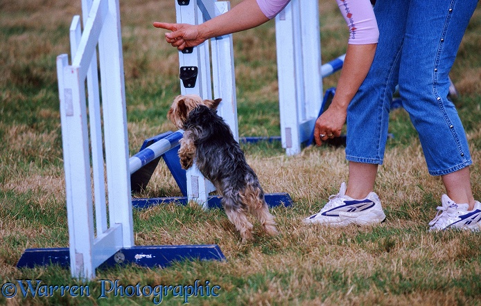 Dog agility Yorkshire Terrier