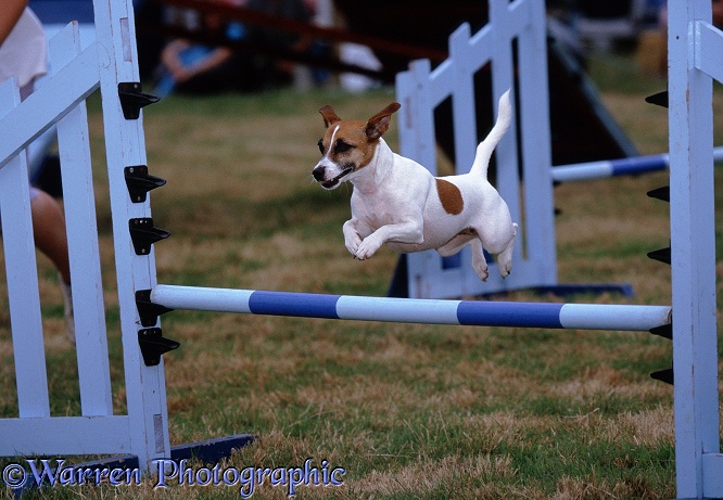 Dog agility Jack Russell Terrier