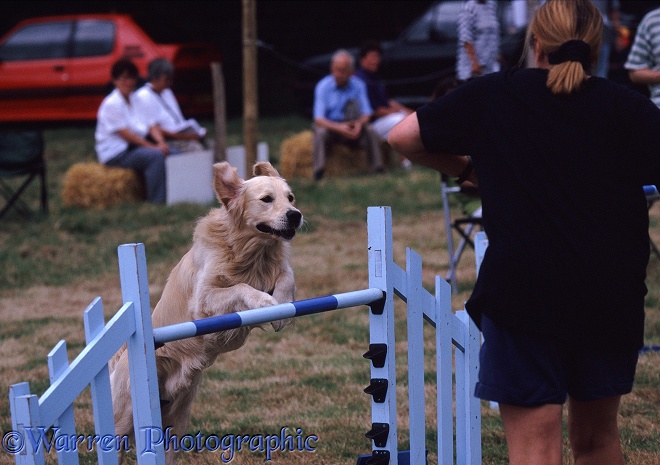 Dog agility Golden Retriever