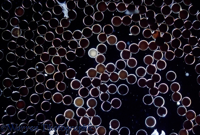Brine Shrimp (Artemia salina) eggs - after immersion in water for a few hours