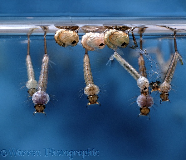 Mosquito (Culex sp.) larvae and pupae hanging at the water's surface