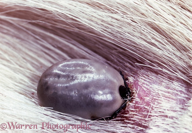 Sheep Tick (Ixodes ricinus) attached to the skin of a dog