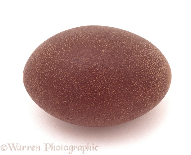 Egg of an Emu (Dromaius novaehollandiae).  Australia, white background