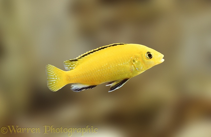 East African Lake Cichlid (Labidochromis coeruleus)