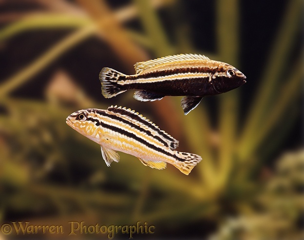 Lake Nyasa Golden Cichlids (Melanochromis auratus), male (above) and female displaying