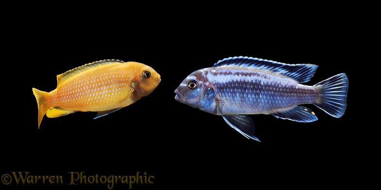 Lake Malawi Cichlids (Pseudotropheus johanni) in non-breeding colours. The male is blue