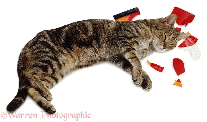 Tabby cat unconscious after being hit by a car, white background