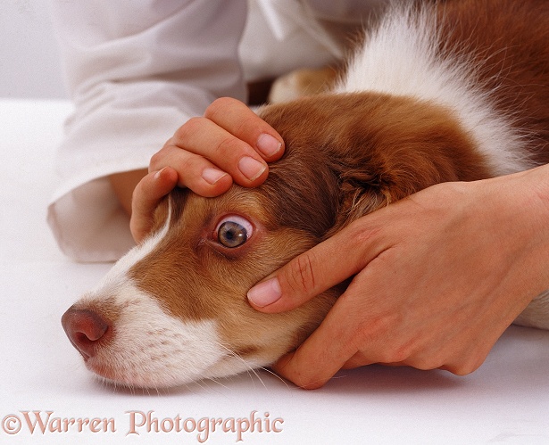 Examining an eye of Border Collie pup Brak, 12 weeks old, white background