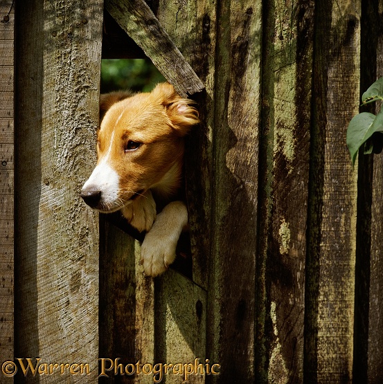 Collie-cross dog Sandy looking through a hole in a fence