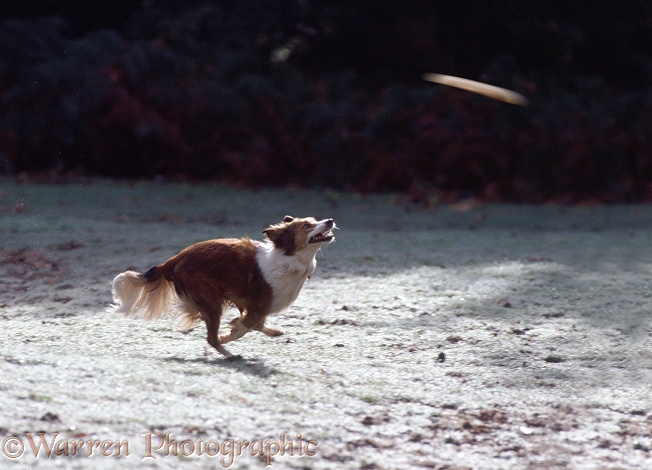 Sable Border Collie Lark chasing a frisbee