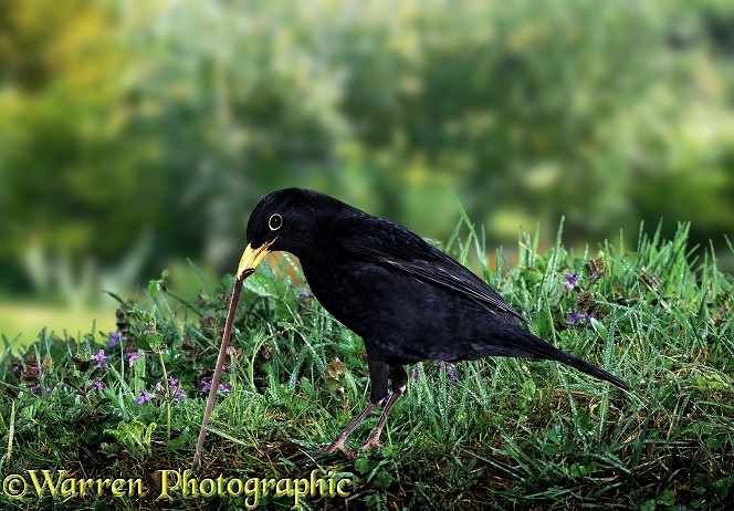 Blackbird (Turdus merula) pulling a worm out of the ground