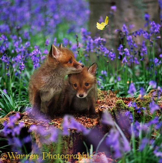 Red Fox (Vulpes vulpes) cubs and bluebells