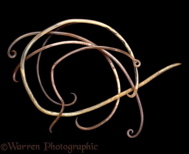 Roundworms (Toxocara canis) from the gut of a dog