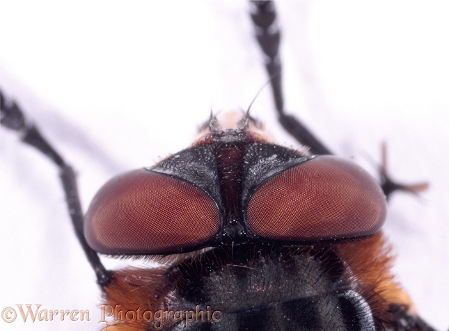 Eyes of a male Bug Fly (Alophora hemiptera), white background