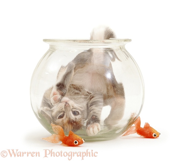 Burmese-cross kitten playing in a goldfish bowl, white background