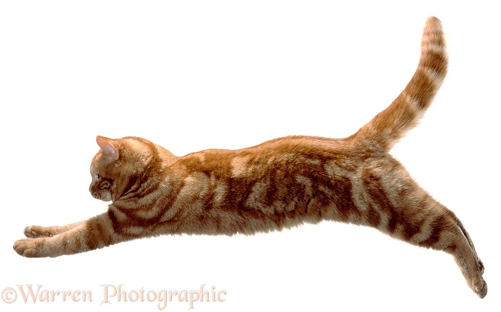 Ginger cat Glenda leaping, white background