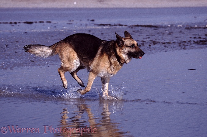 German Shepherd Dog Sophie running through a puddle