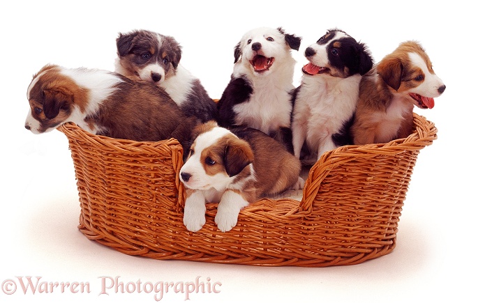 Puppies in a wicker basket, white background
