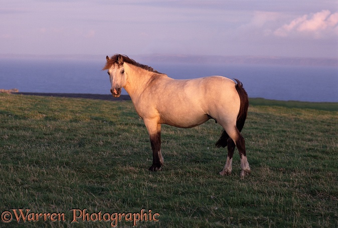 Lundy pony mare. Originally a cross between Welsh Mountain and New Forest Ponies, Lundy ponies are now a recognised and rare breed