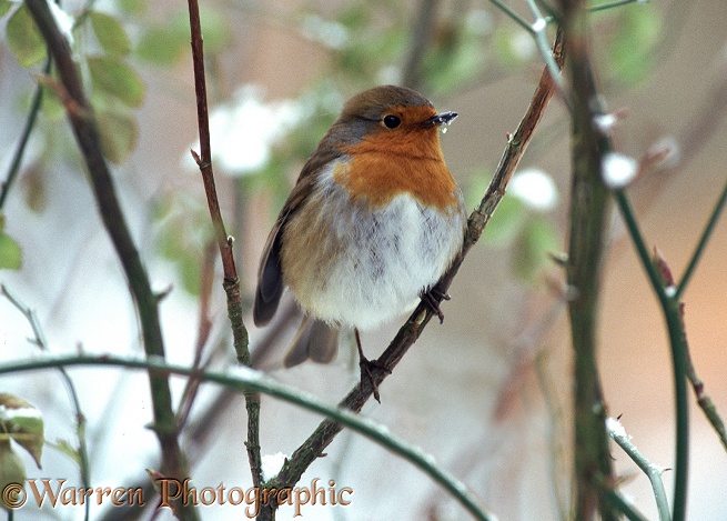 European Robin (Erithacus rubecula) feathers fluffed in mid-winter