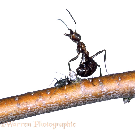 Wood Ant (Formica rufa) worker in defensive posture, preparing to squirt formic acid, white background