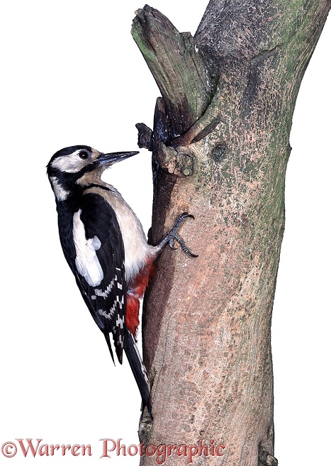 Great Spotted Woodpecker (Dendrocopos major) female on dead branch, white background