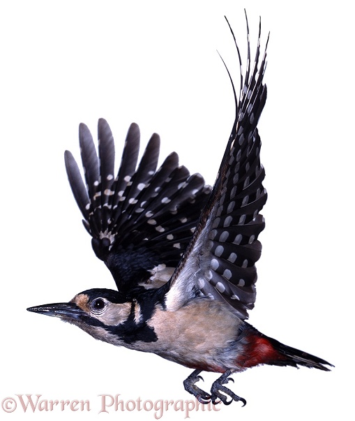 Great Spotted Woodpecker (Dendrocopos major) female in flight, white background