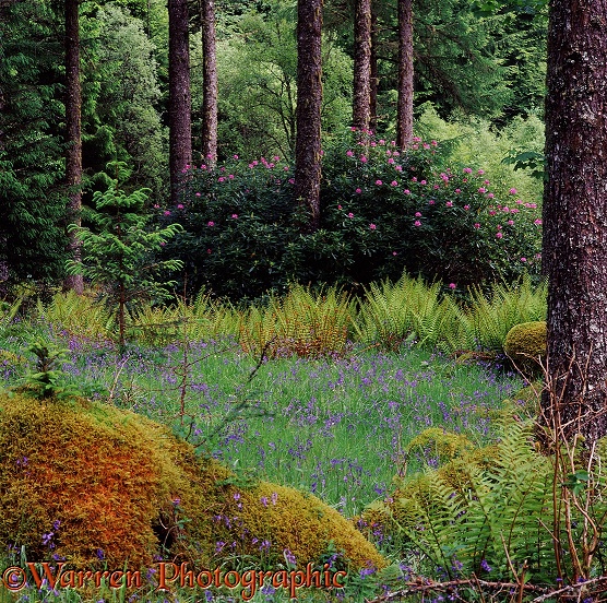 Ferns bluebells and rhododendrons.  Scotland