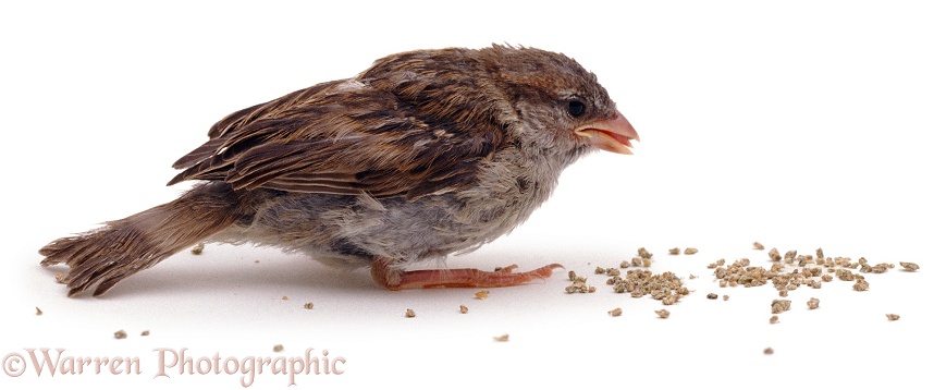 Fledgling House Sparrow (Passer domesticus) learning to pick up food for itself, white background