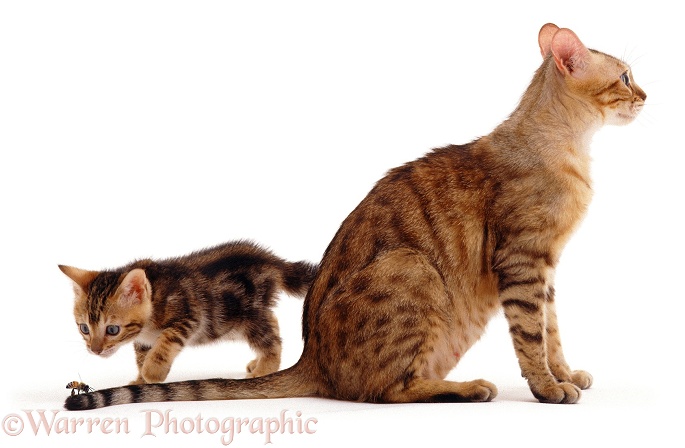 Bengal kitten Spike looking at a honey bee on his mother, Rasha's tail, white background