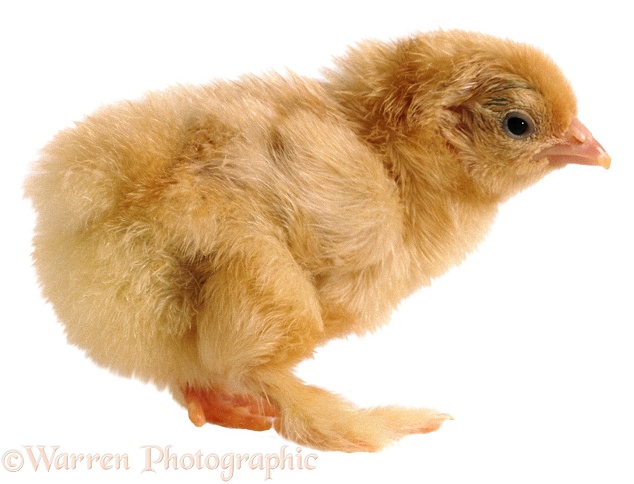 Buff Pekin bantam chick, 1 day old, white background
