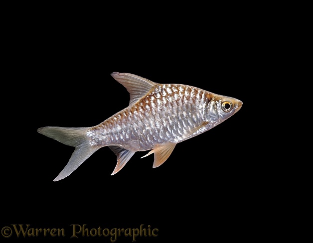 Yellow-finned Barb